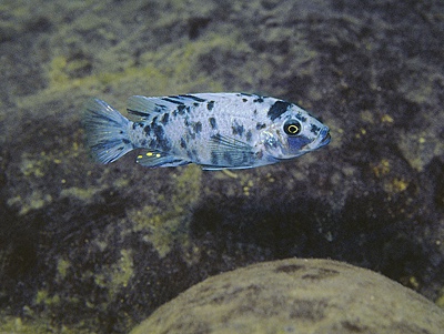 Maylandia callainos 'Makonde'